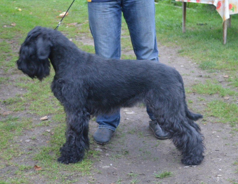 Giant schnauzer puppies for sale Dsc_0010