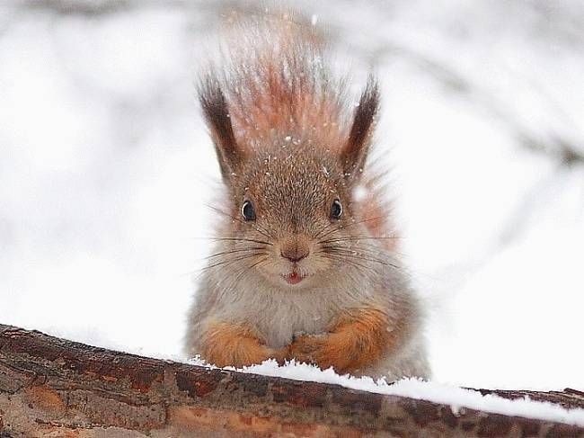 De belles images d'animaux en tout genre, selon vos envies ♥ - Page 6 Acureu10