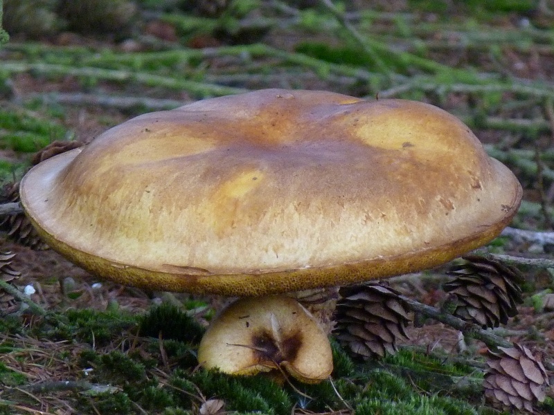 Le monde des champignons... P1030314