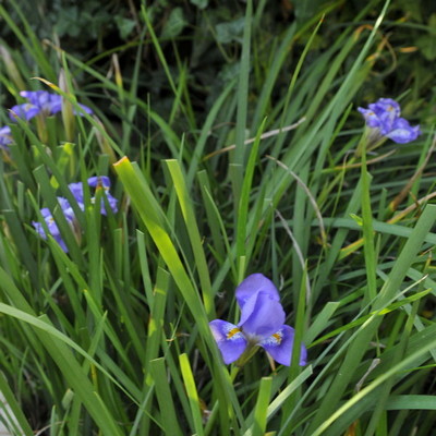 Iris d'Alger = Iris unguicularis Iris-d11