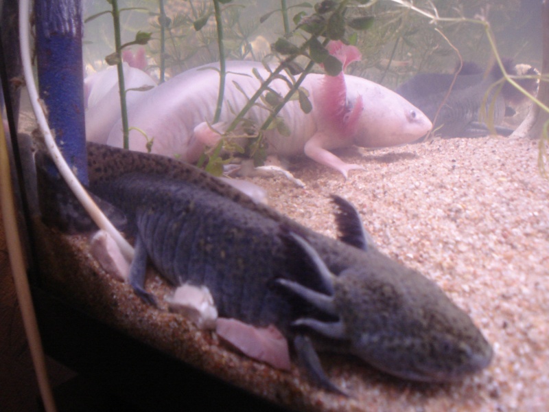 axolotl qui mangent plus Dsc06011