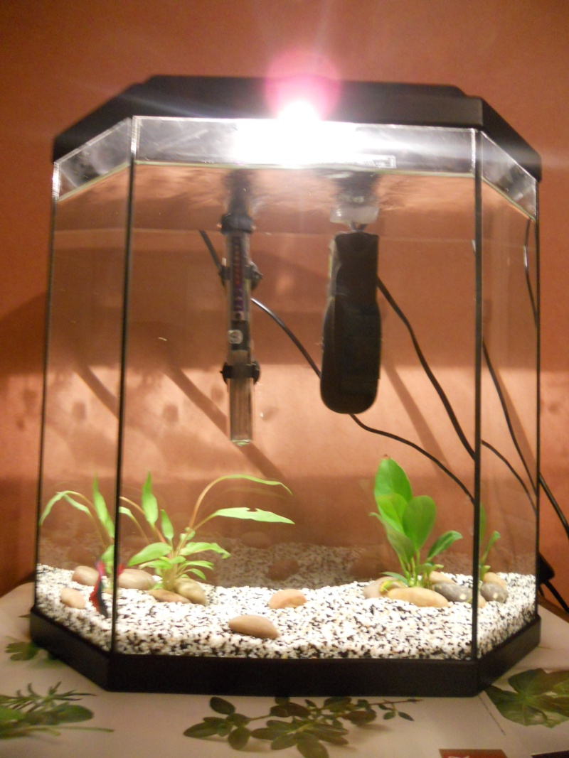 mon betta+aquarium  Encore10