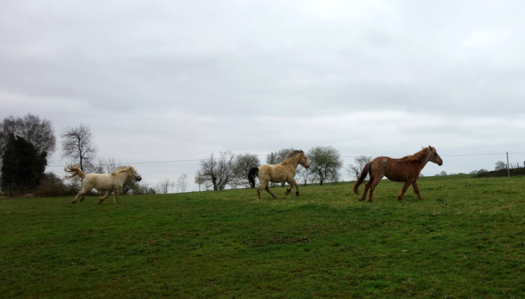 COLCHIQUE - ponette français de selle PP - 30 ans Dsc09910