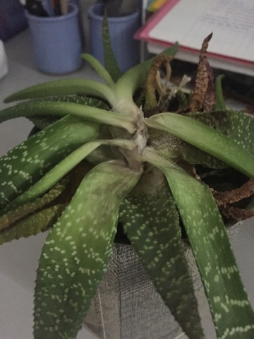 Aloe bellatula : pourriture ? Img_1910