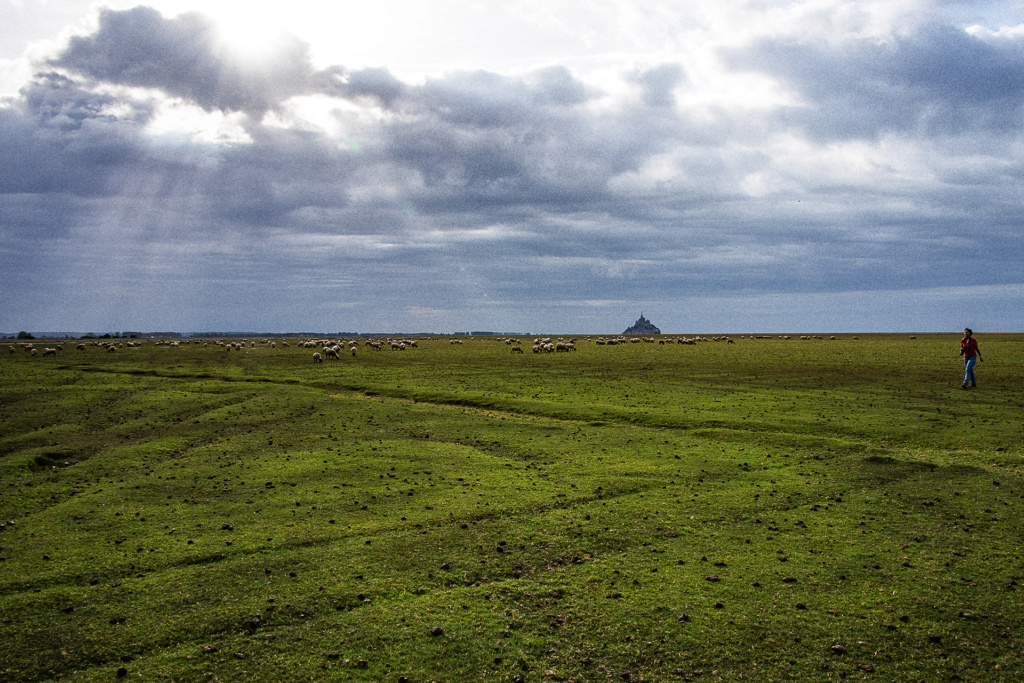 Pâturages de pré salés  _dsc1112