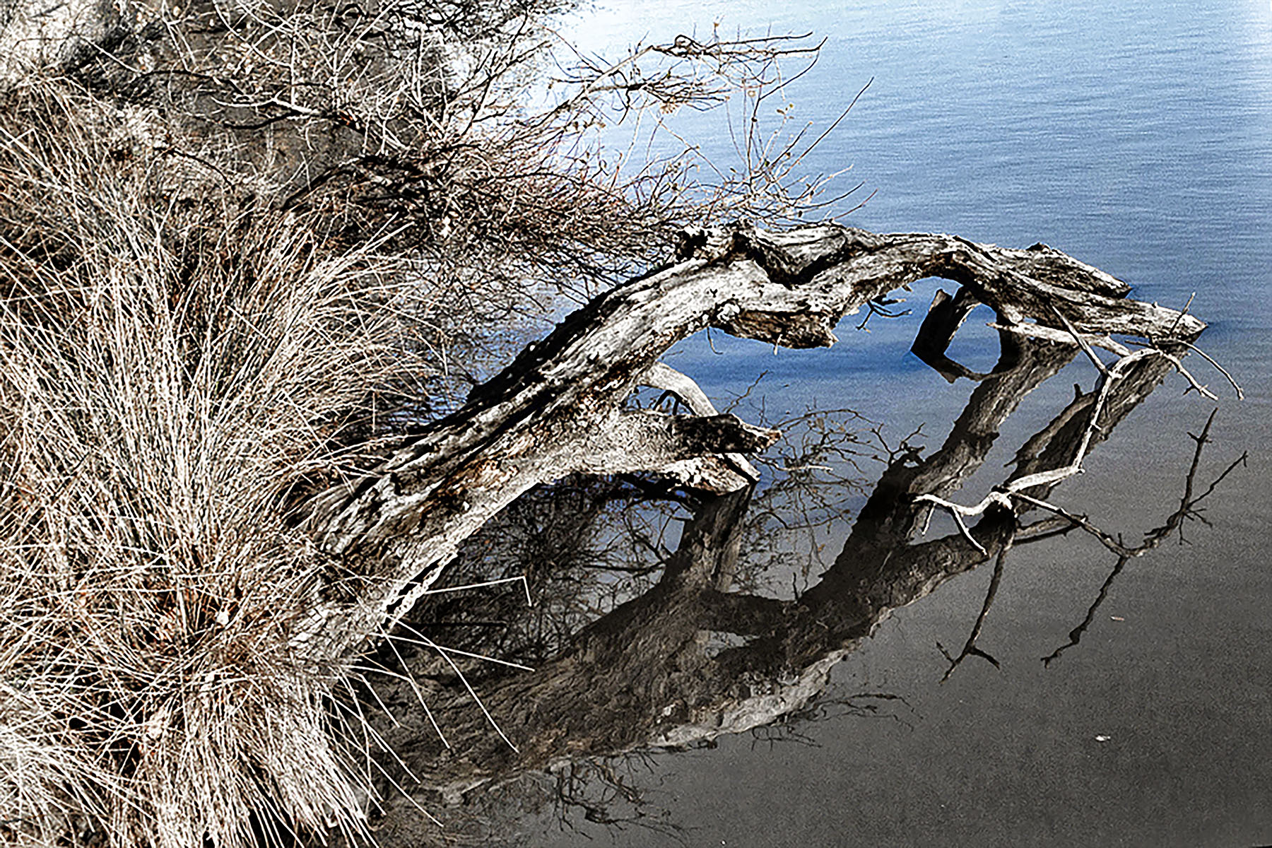 Bois dans l'eau  Bois-310