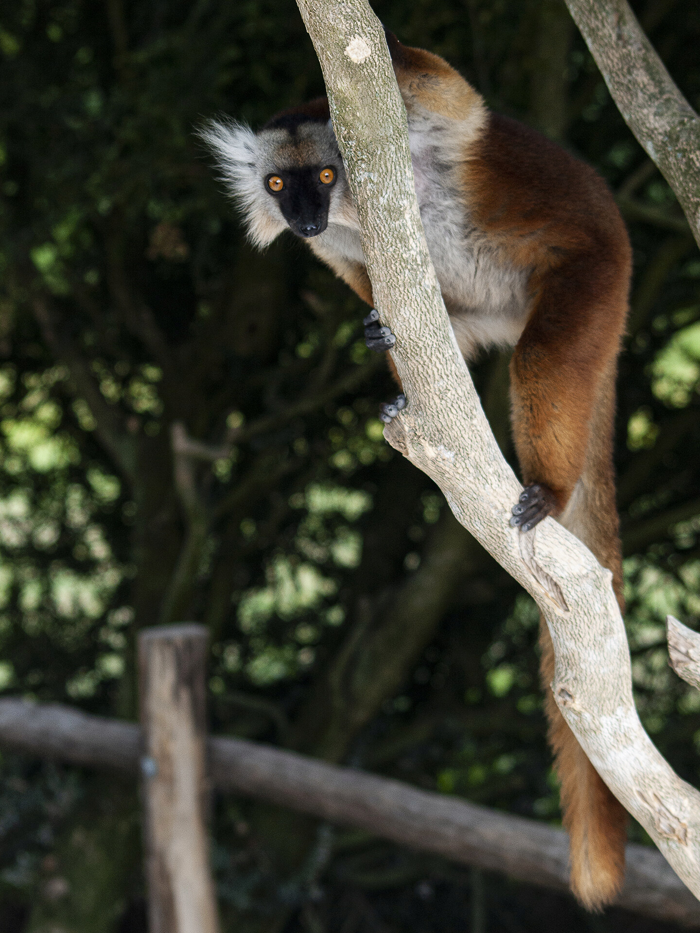 Femelle Lémur macaco Pa012010