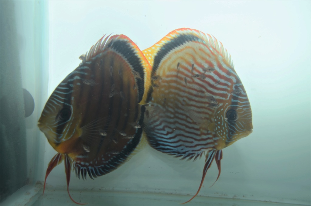 repro discus Sauvage Dsc_0212