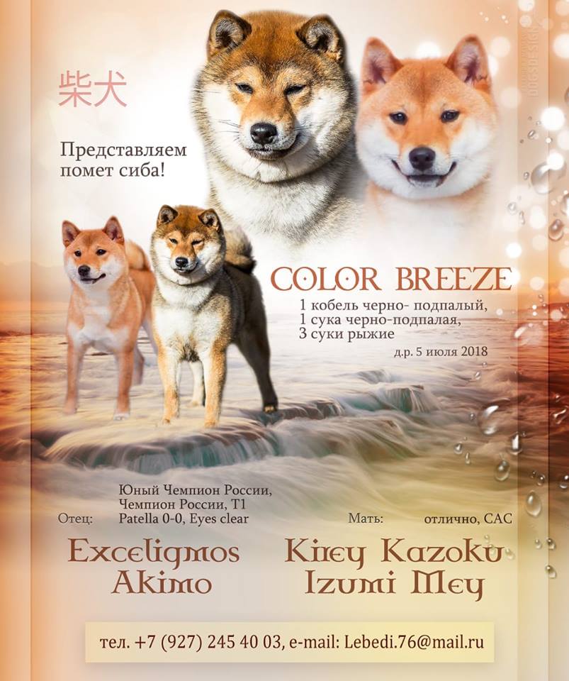 Exceligmos Akimo (Blin) 36868810