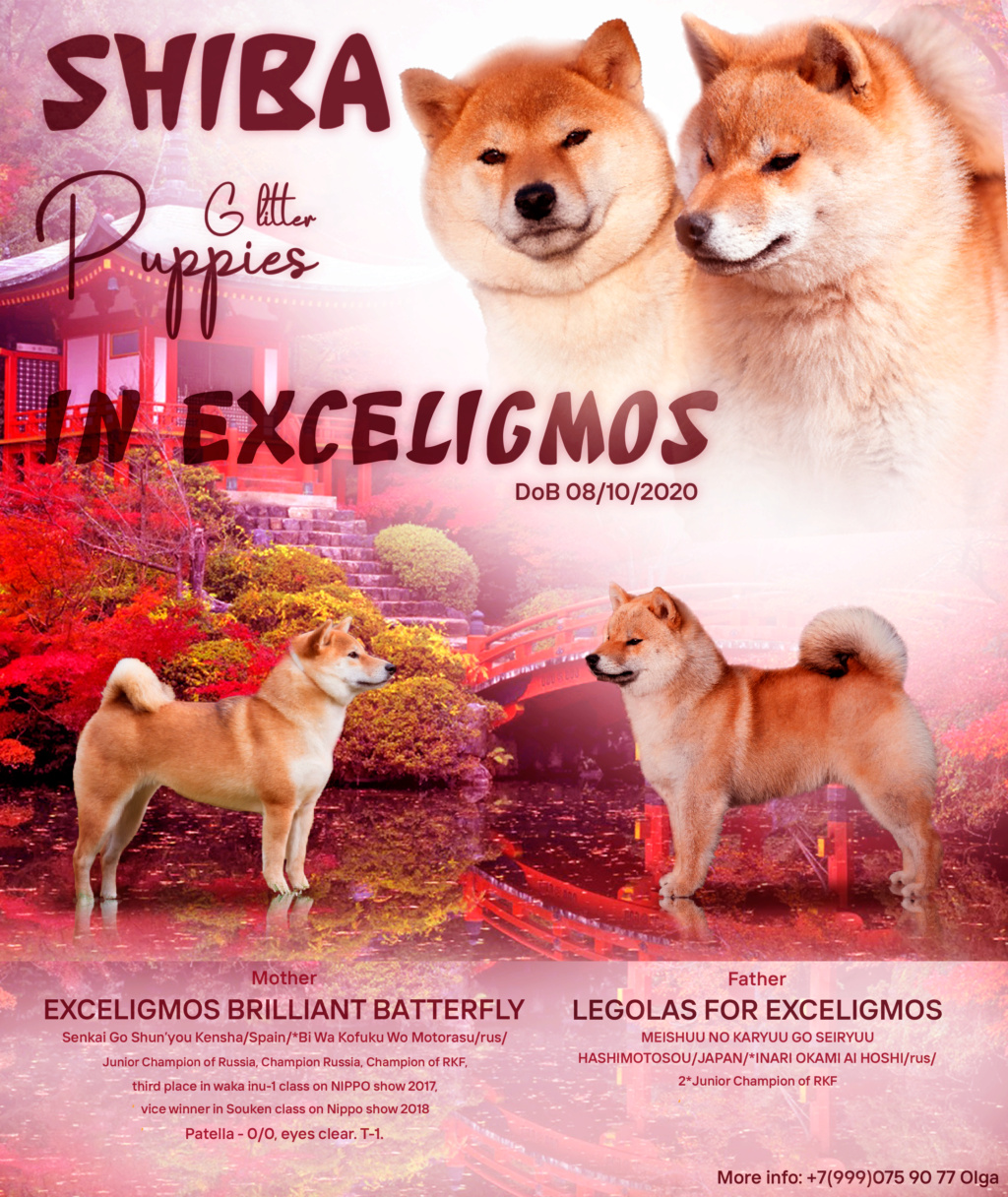 питомник EXCELIGMOS : HANAGASUMI LEGOLAS FOR EXCELIGMOS*EXCELIGMOS BRILLIANT BATTERFLY - г.Н.Новгород Uai_a10