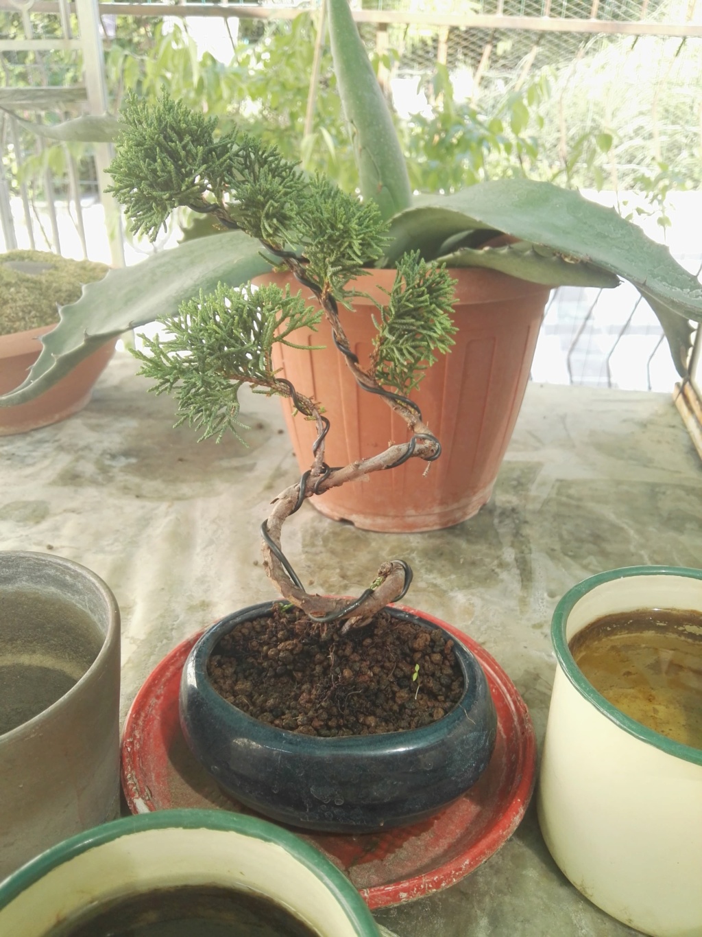 Aiuto i miei primi bonsai 39799710