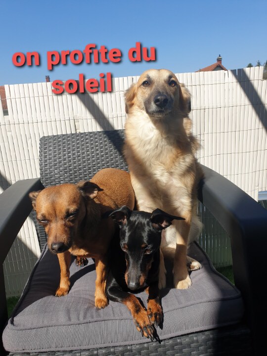 NOX / Mâle / Née en FEV 2018 / Taille moyenne adulte/ adopté en attente de rapatriement 95021010