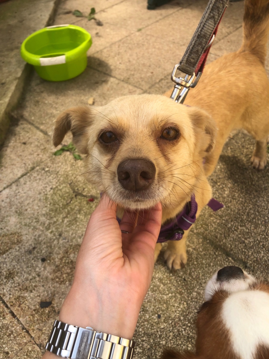 LOLA (ex SHELINA) - femelle, de petite taille, née environ en mai 2018 - adoptée par Agnès (67) Img_3228