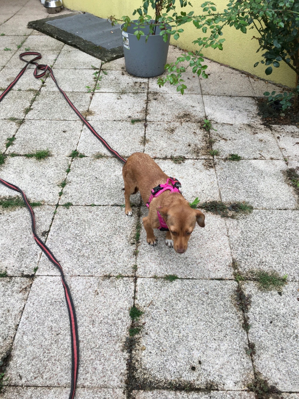 ROSETTE (ex PICCOLINA) - femelle, de petite taille - née environ en fin août 2018 - adoptée par Armelle (67)  Img_5127