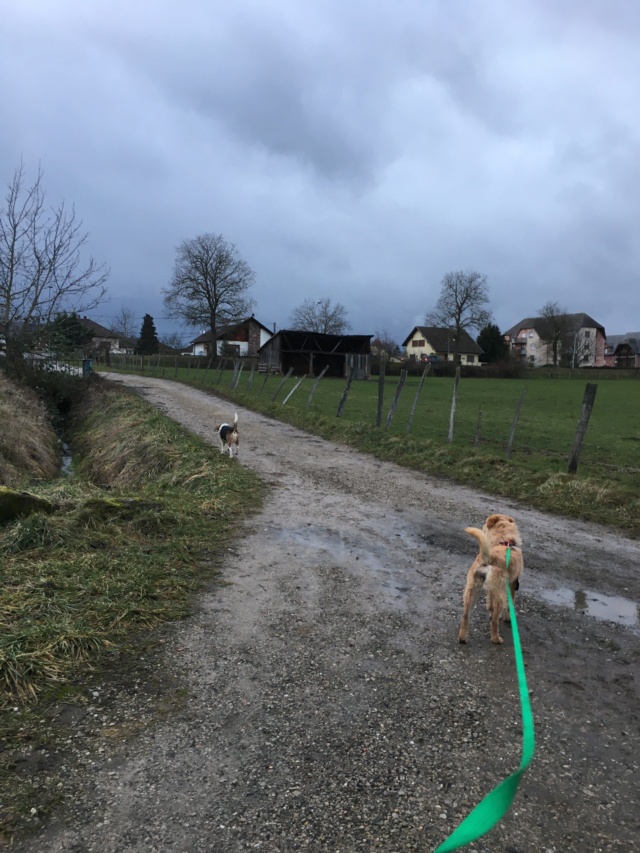 OLLIE (ex CAMOMILLE) - femelle, de taille moyenne, née environ en décembre 2018 - REMEMBER ME LAND - Adoptée par Joëlle (68) - Page 2 Img_7813