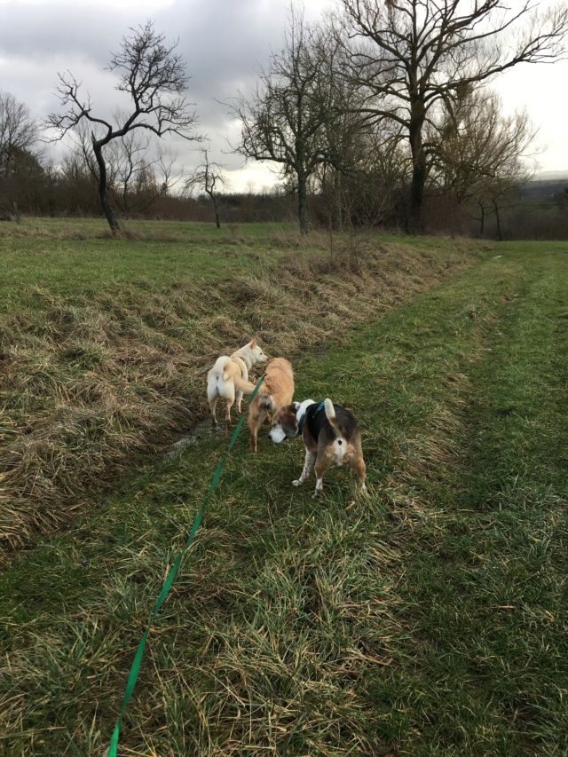 OLLIE (ex CAMOMILLE) - femelle, de taille moyenne, née environ en décembre 2018 - REMEMBER ME LAND - Adoptée par Joëlle (68) - Page 2 Img_7923