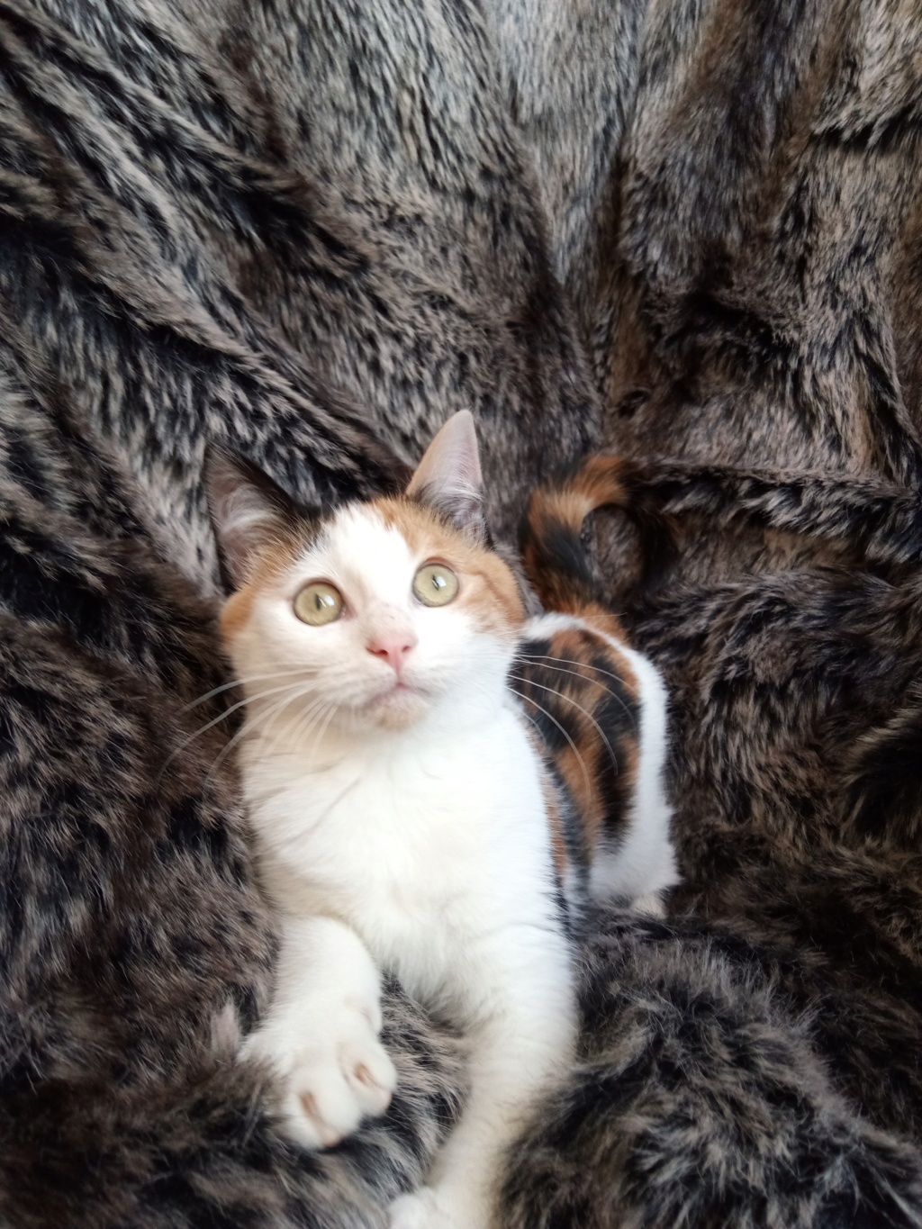 RYUNOSUKE, femelle calico type chat de maison, née en août 2020 Img_2031