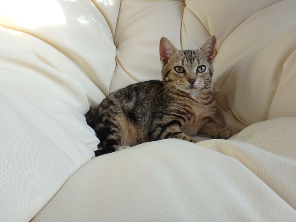 PEGASE, mâle tigré, type chat de maison, né en août 2019 Pb240117