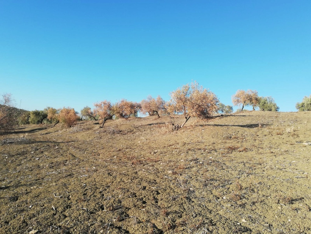 Olivos secos finca en Valenzuela (Córdoba) Img-2012