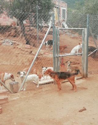 Antivlo/teek middel voor de honden van Asociacion Refugio libertad animal 10542711
