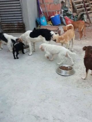 Antivlo/teek middel voor de honden van Asociacion Refugio libertad animal 10547811