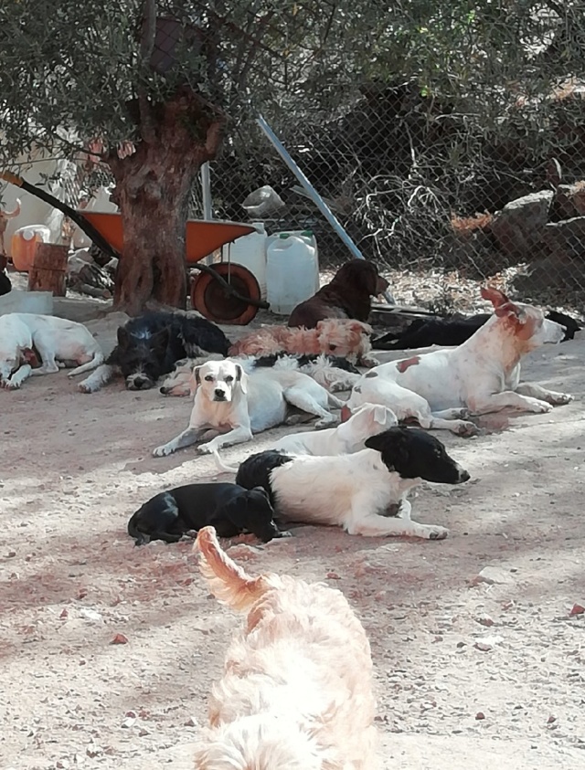 Asociacion Refugio libertad animal 10560110