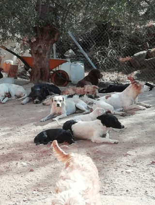 Antivlo/teek middel voor de honden van Asociacion Refugio libertad animal  10560111