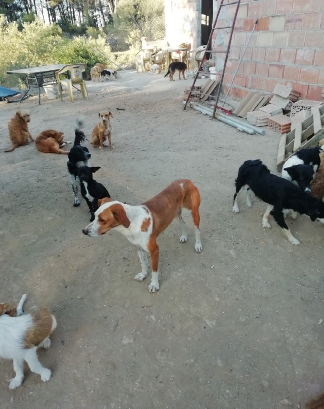 Hulp dmv transporten met hulpgoederen - Asociacion Refugio libertad animal 10595710