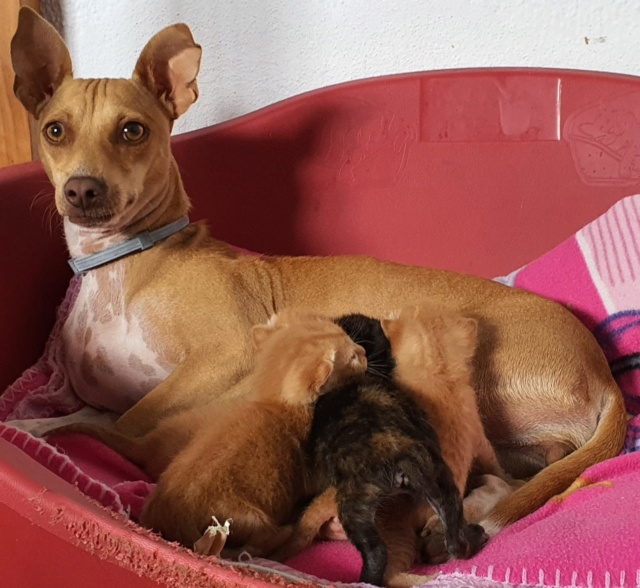 Doos met 4 kittens in een veld achtergelaten 1e3b5d10