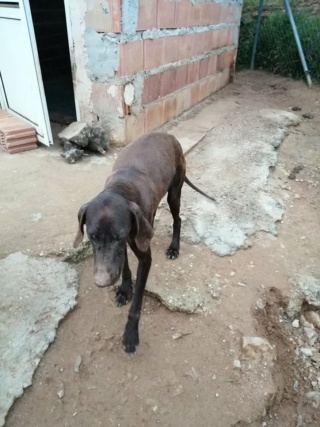 Antivlo/teek middel voor de honden van Asociacion Refugio libertad animal 21953412