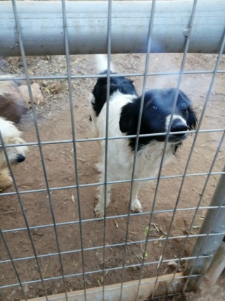 Antivlo/teek middel voor de honden van Asociacion Refugio libertad animal 21965212