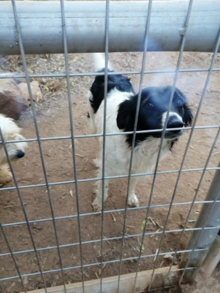 Antivlo/teek middel voor de honden van Asociacion Refugio libertad animal  21965212