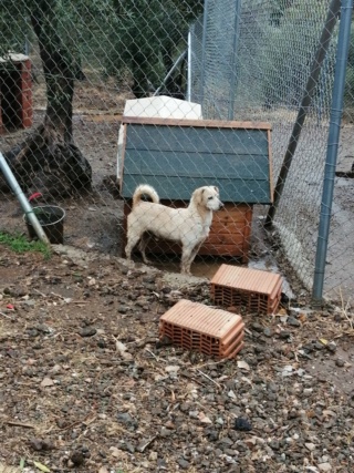 Antivlo/teek middel voor de honden van Asociacion Refugio libertad animal  22074311