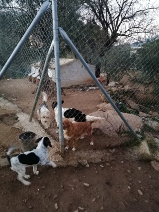 Antivlo/teek middel voor de honden van Asociacion Refugio libertad animal  22224912