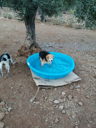 Antivlo/teek middel voor de honden van Asociacion Refugio libertad animal 22323512