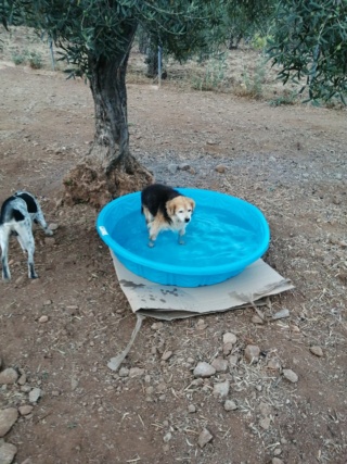 Antivlo/teek middel voor de honden van Asociacion Refugio libertad animal  22323512