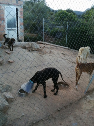 Antivlo/teek middel voor de honden van Asociacion Refugio libertad animal  22486012
