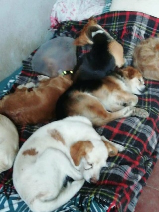 Antivlo/teek middel voor de honden van Asociacion Refugio libertad animal  22490812