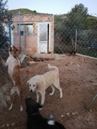 Antivlo/teek middel voor de honden van Asociacion Refugio libertad animal 22584912
