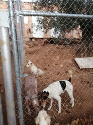 Antivlo/teek middel voor de honden van Asociacion Refugio libertad animal  22591712
