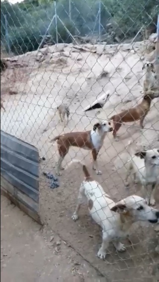 Antivlo/teek middel voor de honden van Asociacion Refugio libertad animal  22677010