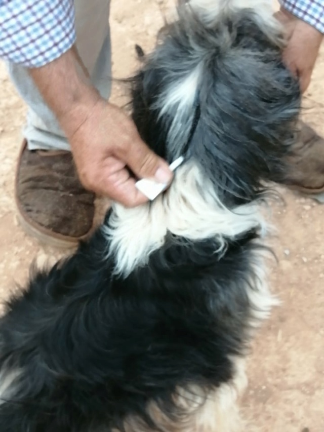 Antivlo/teek middel voor de honden van Asociacion Refugio libertad animal  23896310