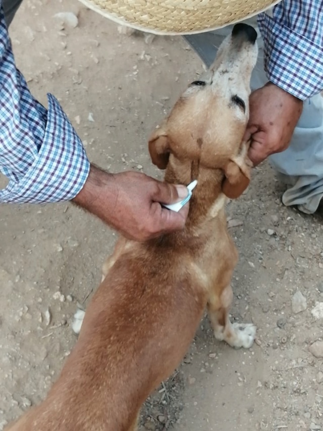 Antivlo/teek middel voor de honden van Asociacion Refugio libertad animal  23918310