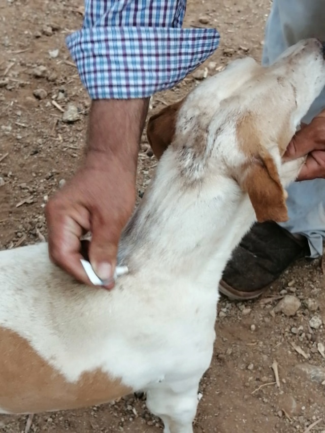 Antivlo/teek middel voor de honden van Asociacion Refugio libertad animal  23933510