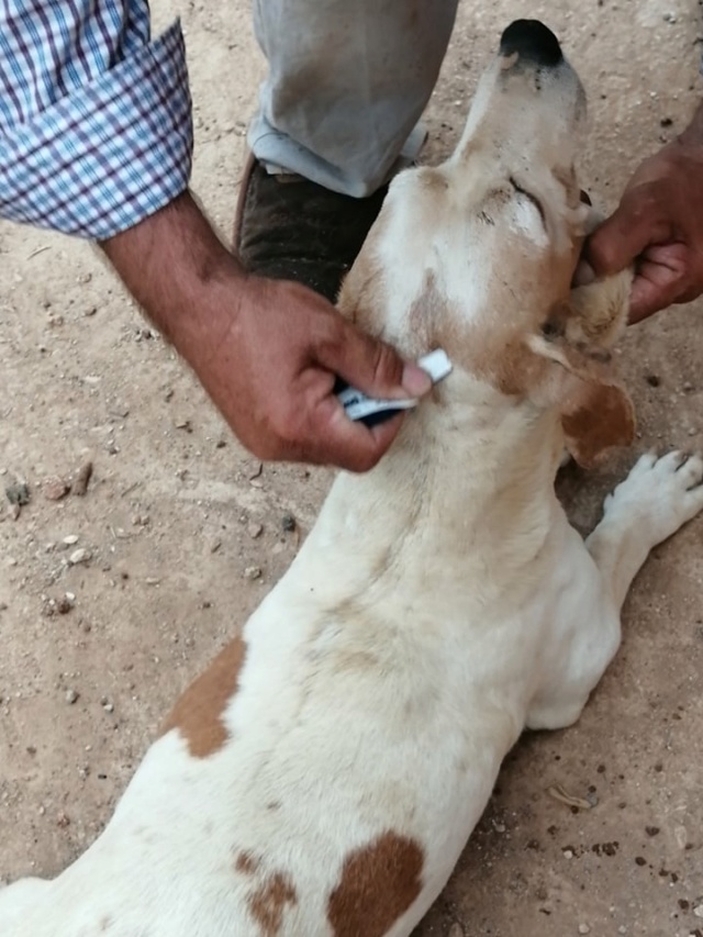 Antivlo/teek middel voor de honden van Asociacion Refugio libertad animal  24013010