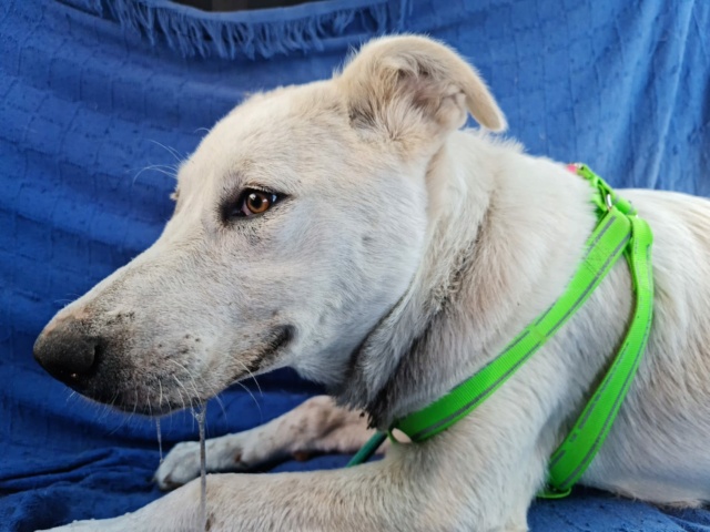 Gewonde hond (Suger) bij de baas weggehaald 2415