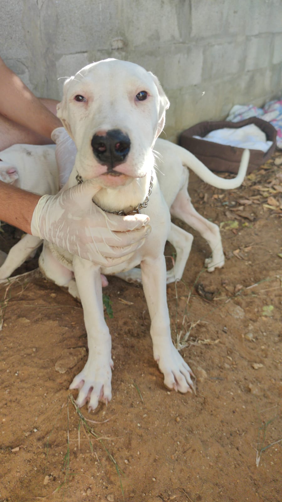 2 pups over het hek gegooid  4d6a0d10