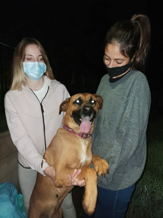 20 honden gered uit een schrijnende situatie (SCHOKKENDE BEELDEN) 867ac910