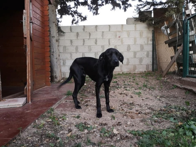 CA Ares - Zieke pup uit dodingscentrum gehaald 89852610