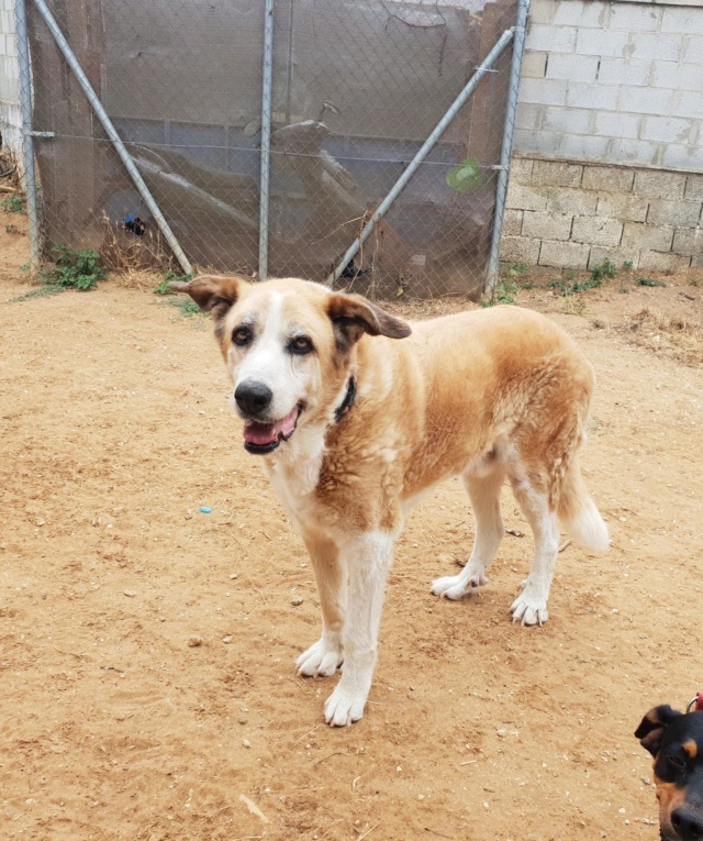 Canis Thor(Gedeeltelijke adoptie) B3e72d10